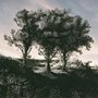 etching of three trees on a hillside