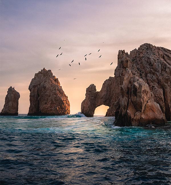 birds flying over a rocky coast