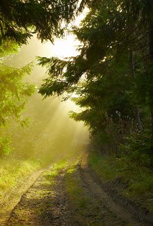 sunlight shining on a forest path