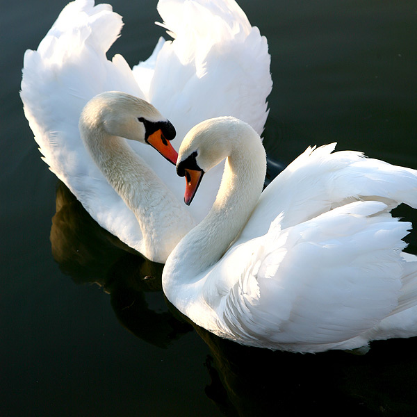 two swans swimming on a lake