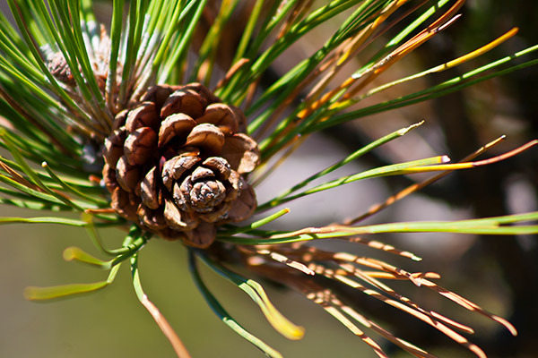 pine cone in a tree