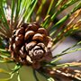 pine cone in a tree