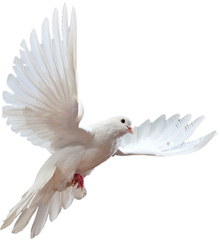 white dove