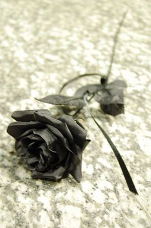 photo of a rose on the ground
