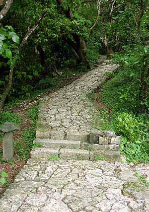 a path in the woods