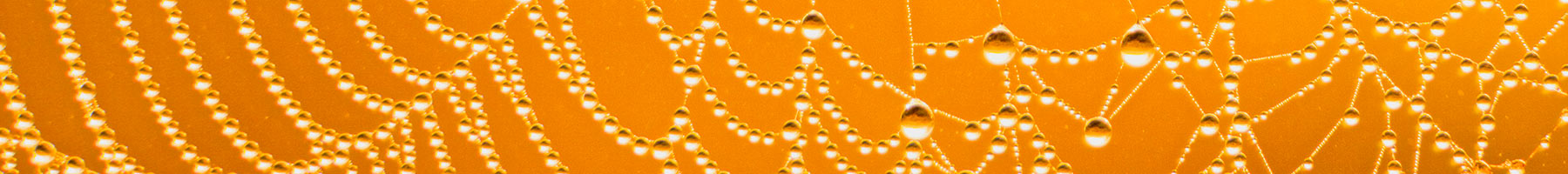 a spider web sparkling in the sun