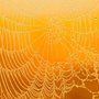 a spider web sparkling in the sun