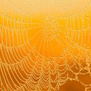 a spider web sparkling in the sun