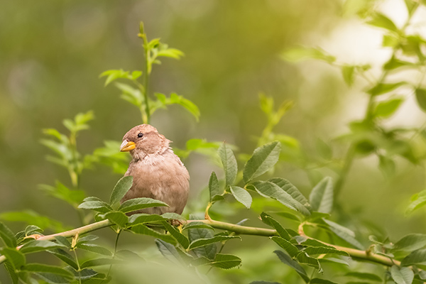 a robin perched on a branch