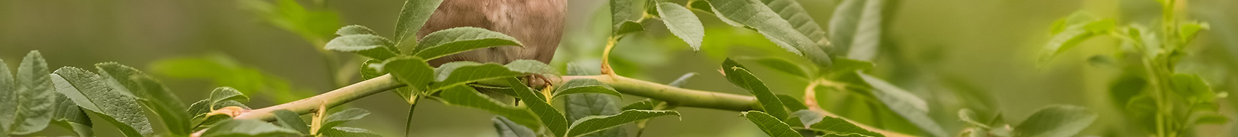 a robin perched on a branch