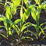 corn plants in the sun