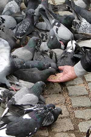 A flock of pigeons pecking at grain held out to them in a person's cupped hand.