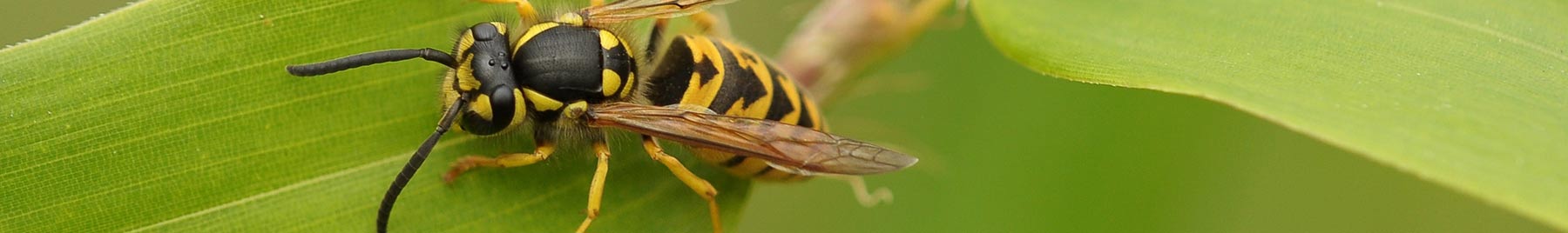 wasp on leaf