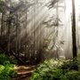 SunglightThroughForestListing