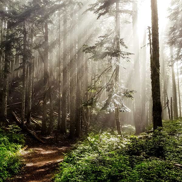 sun rays streaming down into a pine forest