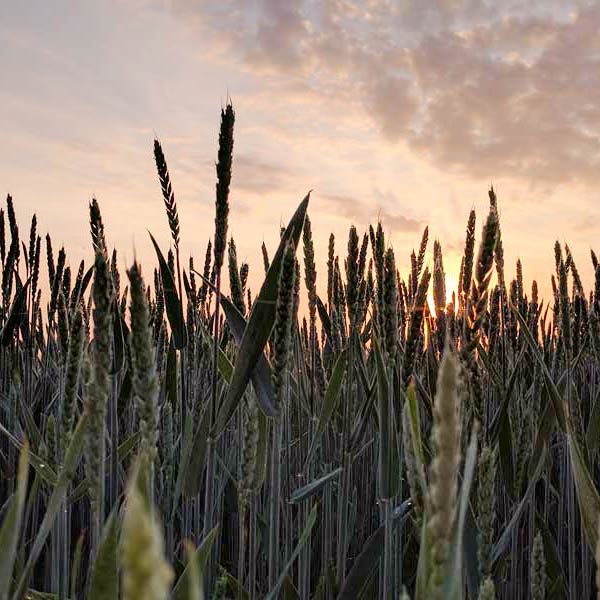 sunset over a field of grain