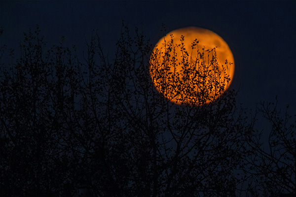 orange moon with silhouetted branches in front of it