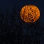 orange moon with silhouetted branches in front of it