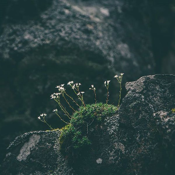 moss growing on rocks
