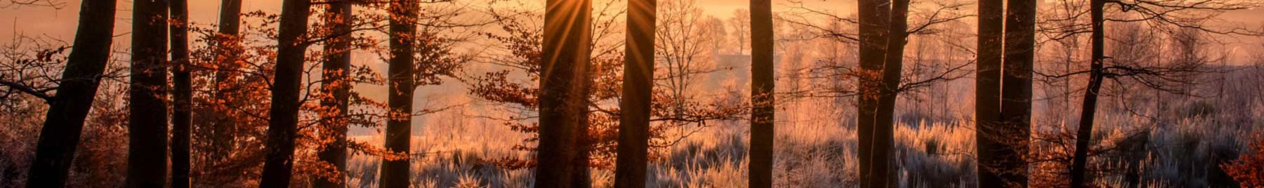 Sunset through the forest in winter