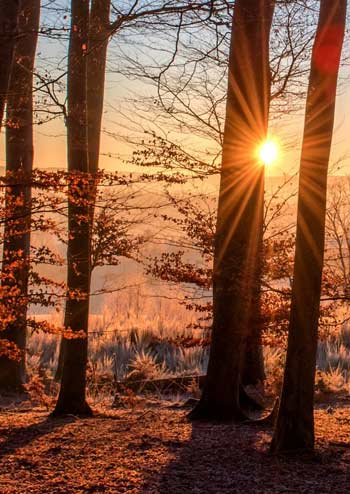 Sunset through the forest in winter