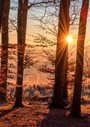 Sunset through the forest in winter