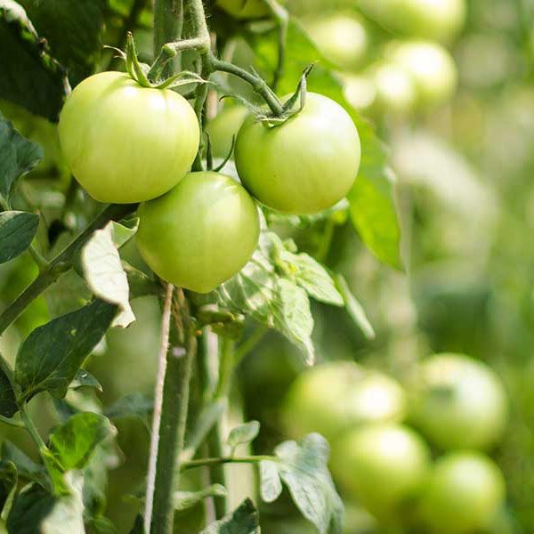 green tomatoes