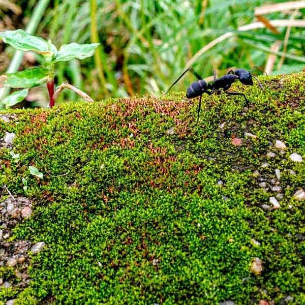 black ant on moss