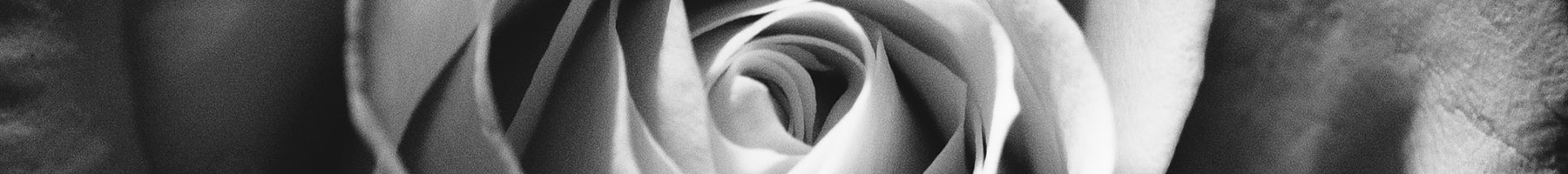 black and white photograph of a rose
