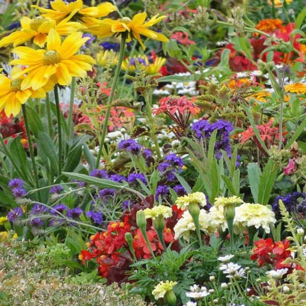 a garden of yellow, red, white, and purple flowers