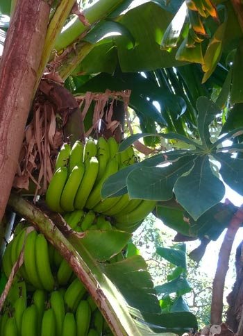 Banana leaves and fruit