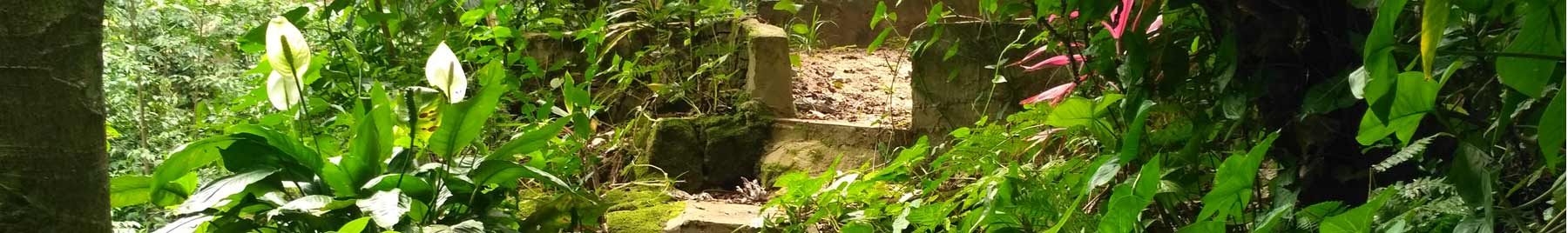 Path in woods at Manantial, Paraguay