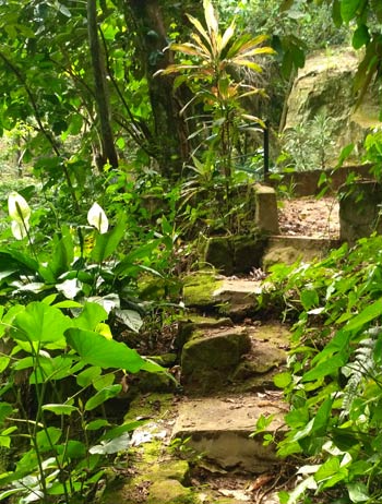 Path in woods at Manantial, Paraguay