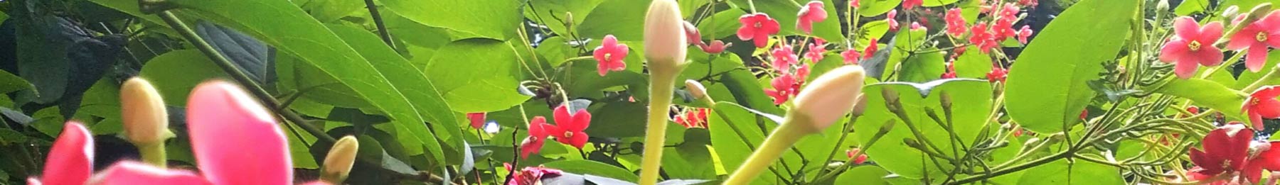 Pink Flowers from Uruguay