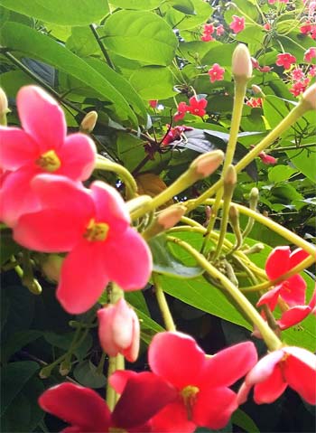 Pink Flowers from Uruguay