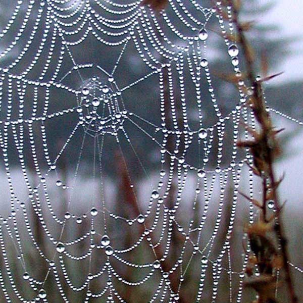 a spiderweb covered in dew