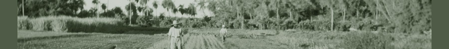 men working in a field with palm trees in the background