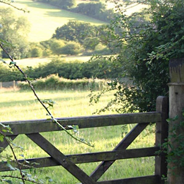 vine-covered gate leading to a green field