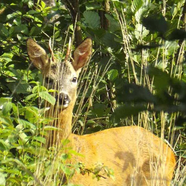 a white tailed deer in green bushes