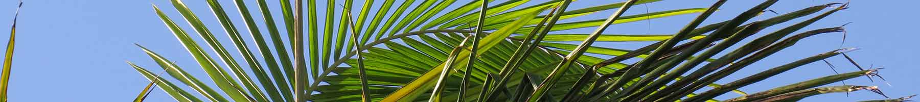 a palm branch against a blue sky
