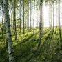 sunlight shining through a forest of birch trees