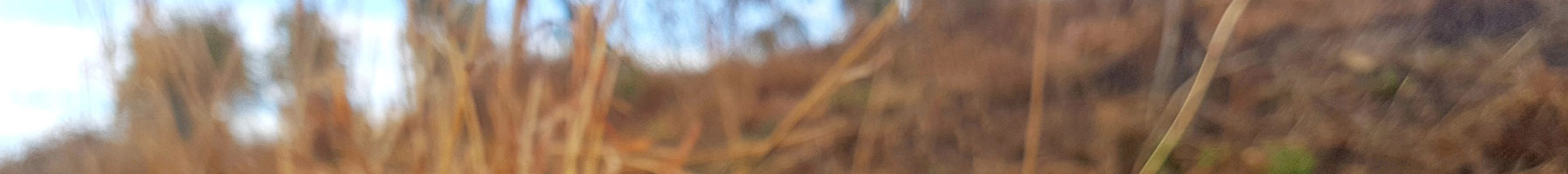 brown grass against a blue sky