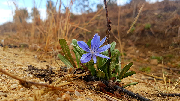 a bright blue chickory flower against a brown background