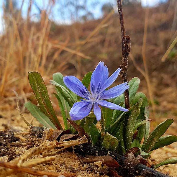 a bright blue chickory flower against a brown background