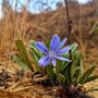 a bright blue chickory flower against a brown background