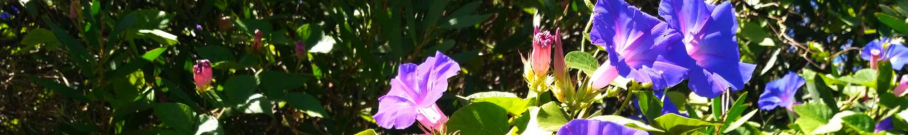 Purple Morning Glories