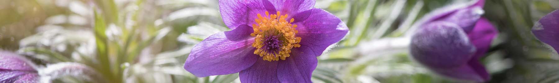 Pasque flowers