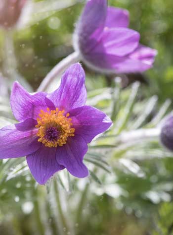 Pasque flowers