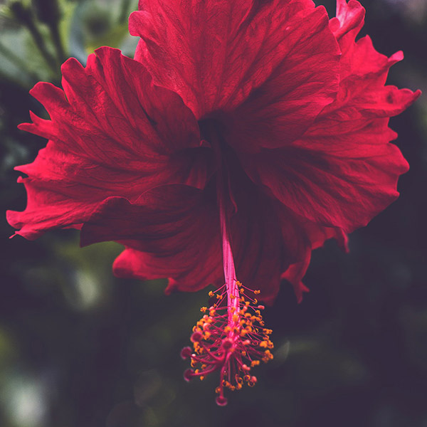 a red hibiscus flower
