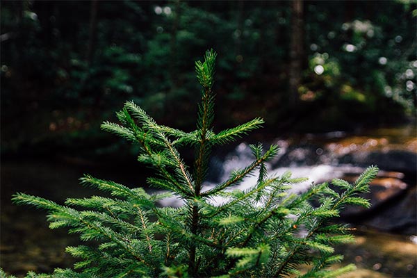 small pine tree in a forest